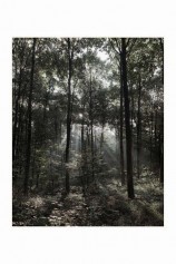 Forêt de Hambach, en bordure du camp, septembre 2013 / Marc Wendelski