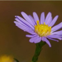 Aster de Virginie - Détail d'une fleur