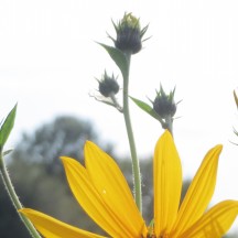 Topinambour - Détail d'une fleur