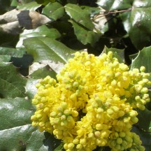 Mahonia faux-houx - Fleurs