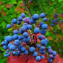 Mahonia faux-houx - Fruits
