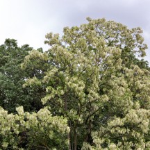Robinier faux-acacia - Arbre en fleurs
