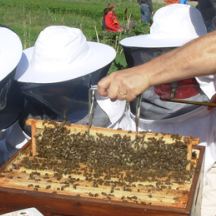 Apprentis apiculteurs au travail