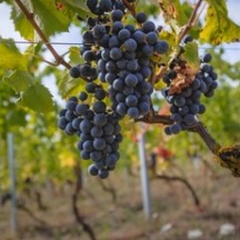 Grappe de raisin rouge sur pied de vigne