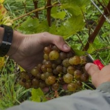 Vendanges au vignoble 