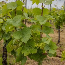 Création de vignoble