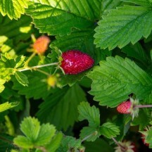 Gemüse- und Obstgarten 