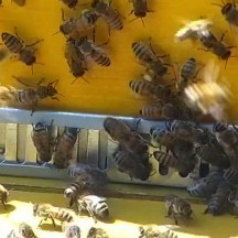 Städtische Bienenstöcke 
