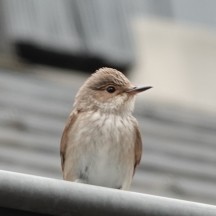 (Extra)ordinary birds - Province de Liège © 