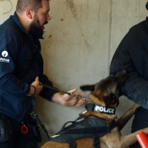 Formation Chien de patrouille