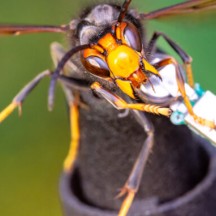 Frelon avec puce de traçage