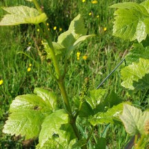 Vignes à ébourgeonner