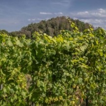 Vignoble pédagogique de Flémalle