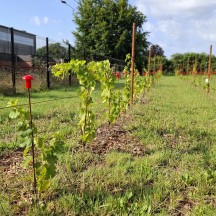 Vigne expérimentale