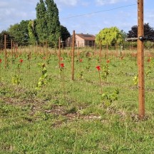 Vignoble expérimentale