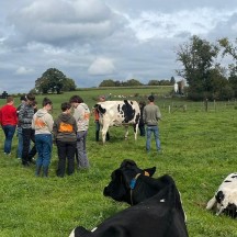 Vaches dans le champs