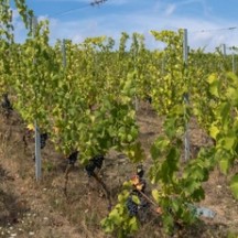 Vignoble Pédagogique de Flémalle