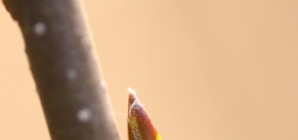 Bourgeon de charme (Carpinus betulus)
