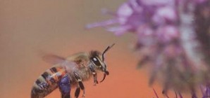 Nous avons aimé... "Le monde extraordinaire des abeilles"