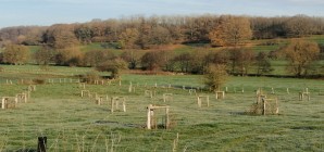 Agroforesterie : enjeux, biodiversité et patrimoine indigène