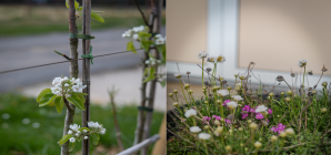 Accueillir et favoriser la biodiversité au jardin