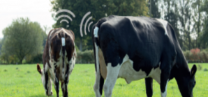 Smart Farming en élevage : capteurs et outils innovants pour une gestion optimisée