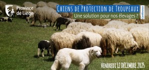 Chiens de Protection de Troupeaux : Une solution pour nos élevages ?