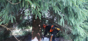 Le sapin de Noël qui trône désormais au Palais Royal provient de la province de Liège