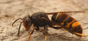 La Province de Liège intensifie sa lutte contre le frelon asiatique