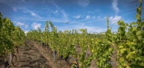 Quel futur pour les vignes ?