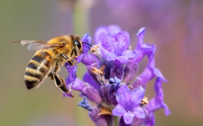 Quels sont les rôles de l'abeille ?