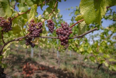 Pied de vigne