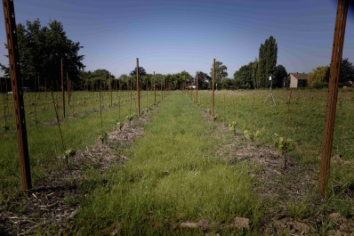 Vignoble expérimental