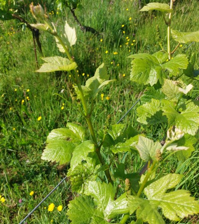 Vignes à ébourgeonner