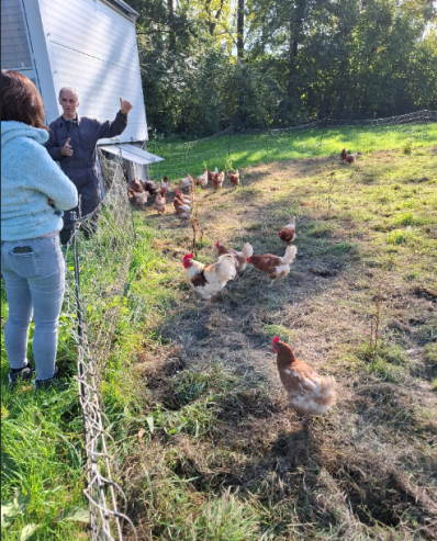 Poules en extérieurs