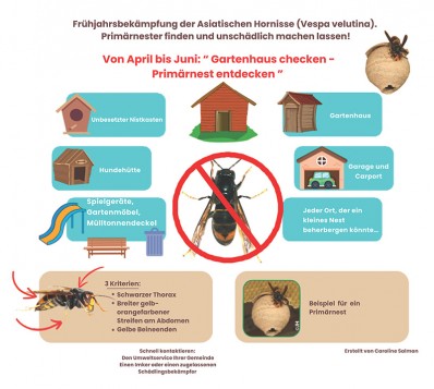 Frühjahrsbekämpfung der Asiatischen Hornisse