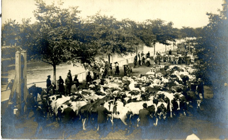 Vue du bétail concentré quai Henvart à Bressoux, 1914